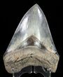 Serrated, Megalodon Tooth - Gorgeous Blade #60487-2